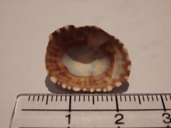 Siphonaria funiculata