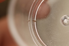 Synageles occidentalis