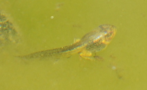 iNaturalist observation photo of Pacific chorus frog