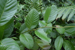 Pinzona coriacea