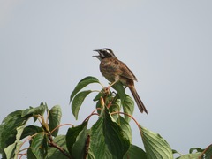 Emberiza cioides