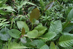 Pinzona coriacea