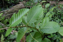 Pinzona coriacea