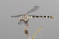 Phyllogomphoides stigmatus