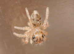 Evarcha proszynskii