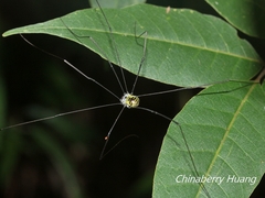 Pseudogagrella dorsomaculata