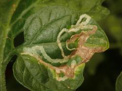 Phytomyza horticola