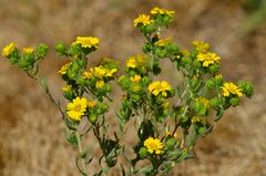 Deinandra corymbosa
