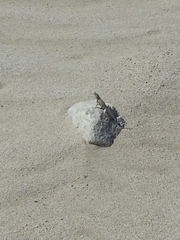 Callisaurus draconoides rhodostictus