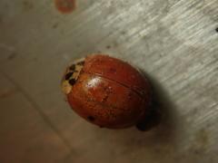 Harmonia axyridis