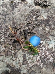 Gaultheria trichophylla