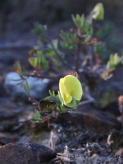 Gompholobium ecostatum