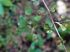 Coprosma spathulata spathulata