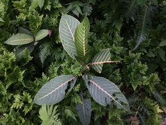 Sanchezia parvibracteata