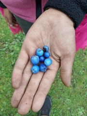 Gaultheria trichophylla