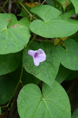 Ipomoea tiliacea