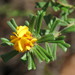 Pultenaea linophylla - Photo (c) Philippa Gordon, algunos derechos reservados (CC BY-NC), subido por Philippa Gordon
