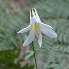 Lilium washingtonianum
