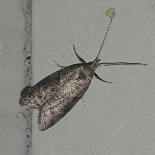Lotisma trigonana photo 3