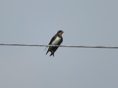 Hirundo rustica