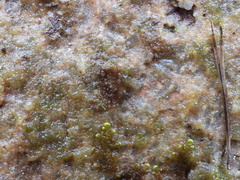 Protothelenella
