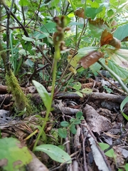 Dactylorhiza viridis