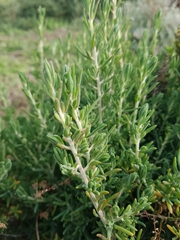 Enchylaena tomentosa