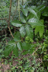 Paullinia pinnata