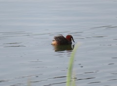 Tachybaptus ruficollis