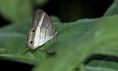 Euptychoides laccine