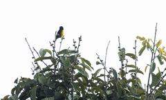 Spinus xanthogastrus