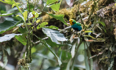 Chlorochrysa nitidissima