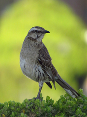 Chilean Mockingbird photo 5