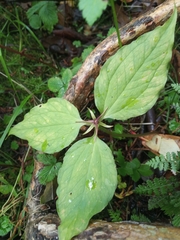 Trillium govanianum