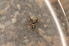 Habronattus cuspidatus