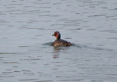 Tachybaptus ruficollis