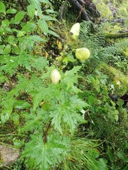 Aconitum heterophyllum