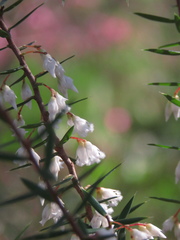 Styphelia setigera