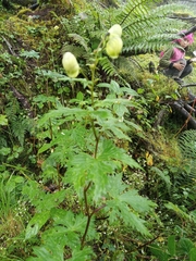 Aconitum heterophyllum