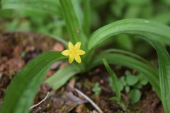 Hypoxis decumbens