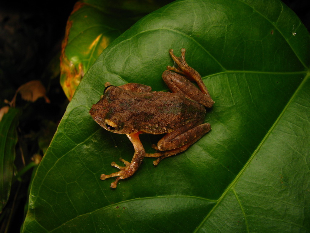 Green-Limbed Tree Frog