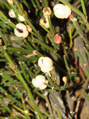 Ephedra chilensis