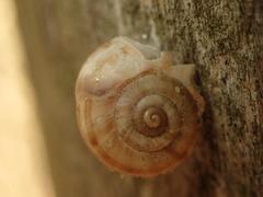 Helicella itala