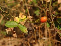 Rosa rubiginosa