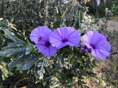 Ipomoea cairica