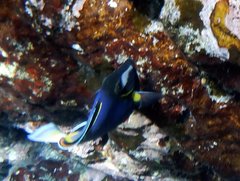 Acanthurus japonicus