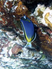Acanthurus japonicus