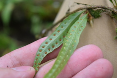 Microgramma lycopodioides