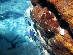 Acanthurus japonicus