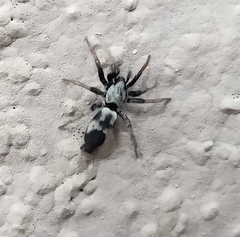 Poecilochroa